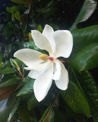 White Magnolia Grandiflora,  tree with big flowers in summer
