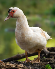 duck in the grass
