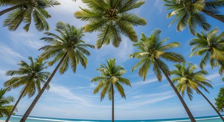 Tropical Palm Trees and Blue Sky Over Turquoise Ocean from Below