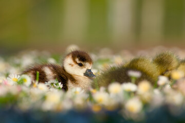 Egyptian gosling (Alopochen aegyptiaca) resting peacefully among greylag goslings in a daisy-filled meadow