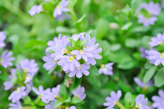 Fairy Fan Flower , Half flower or Scaevola or Scaevola sp or purple flower