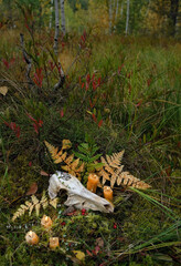 animal skull with burning candles in forest swamp, natural background. autumn season. symbol of death, terrible, scary. samhain, Halloween concept. Wiccan spiritual esoteric Magic ritual, Witchcraft