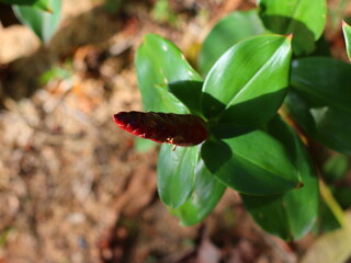 A delicate white flower blooming amidst lush green leaves, showcasing the beauty and contrast of nature, symbolizing purity, serenity, and natural elegance.