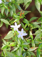 A delicate white flower blooming amidst lush green leaves, showcasing the beauty and contrast of nature, symbolizing purity, serenity, and natural elegance.