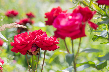 Vibrant Red Roses in Full Bloom Gracefully Under Soft, Warm Sunlight of the Season