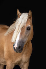 Obraz premium Elegant Senior Haflinger Mare Studio Portrait on Black Background