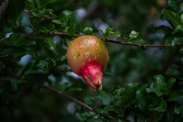 A vibrant young pomegranate fruit, still developing with green skin and a touch of red, hangs from a leafy branch, adorned with glistening raindrops after a shower.