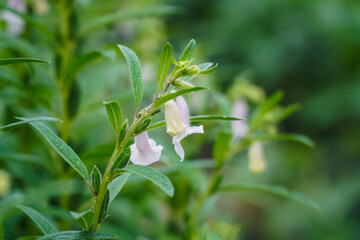 White Blossoms and Green Seed Pods of a Sesame Plant