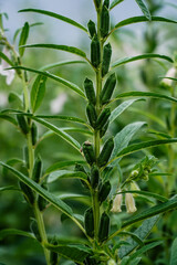  A close-up view captures the vibrant green leaves and numerous developing seed pods of a sesame plant