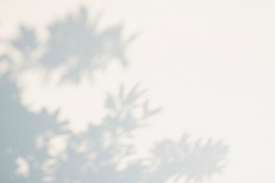 Shadow overlay effect with sunlight of natural leaf plant tree branch on white wall. Nature leaves shadow and light blurred background, overlay effect for foliage mockup, banner graphic layout design