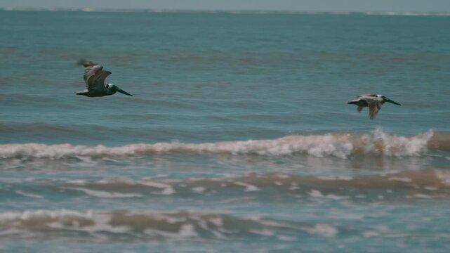 Pelican Squadron checking the surf, Seabrook Island, SC
