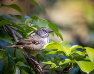 a small bird