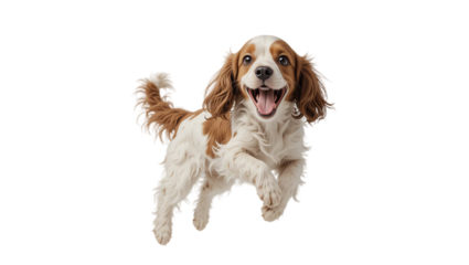 Happy playful dog puppy with cheerful expression furry coat bright eyes and joyful demeanor captured in a professional studio portrait against a black background