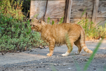 Naklejka premium A calm ginger tabby cat sits observantly on a rough outdoor surface, its striped fur highlighted by warm natural light. Perfect for pet or animal themes.