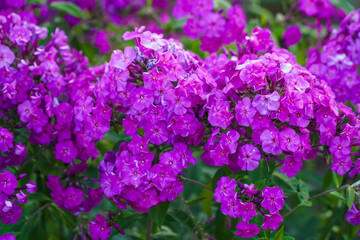 Close-up of a dense cluster of vibrant purple garden phlox (Phlox paniculata) flowers, showcasing their rich color and delicate petals against a soft green background. Perfect for summer garden themes