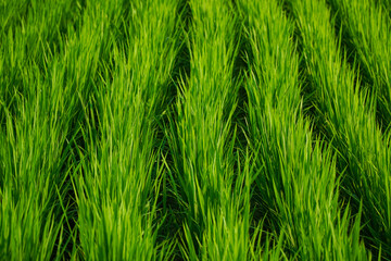 close up of green rice leaves