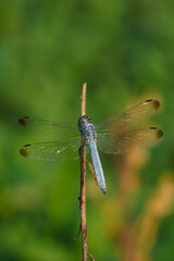 Light Blue Dragonfly Perched on a Thin Stem