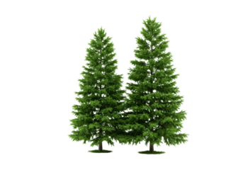 Two isolated, vivid green spruce trees, clear contours, transparent shadowless studio backdrop, soft high-key lighting, ample negative space, concept of sustainable growth and environmental care