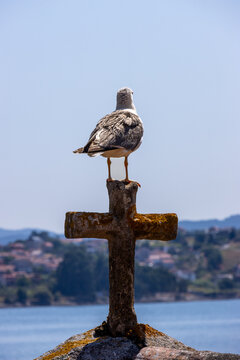 Seagull on top of the cross of a horreo in Combarro, contemplating the estuary. Pontevedra, Spain