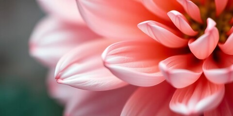 Fototapeta premium Close-up of delicate pink flower petals, soft focus background, nature, delicate
