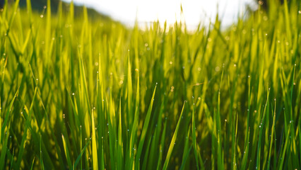Spring and nature background concept, Closeup green grass field with blurred park and sunlight.