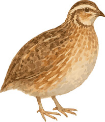 Vector watercolor illustration of a common quail
