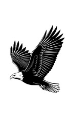 Obraz premium Elegant black and white vector silhouette of a flying eagle, spread wings, high detail feathers, isolated on white