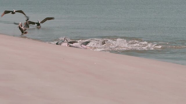 Dophins Strand feeding at Captain Sams Inlet, Seabrook Island, SC