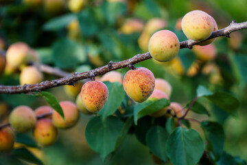 Close-up of ripe apricots growing on a branch with green leaves in natural sunlight