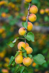 Apricots on the Branch A Fresh Harvest of Summer's Delight