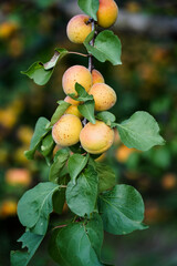 Apricots on a Branch A Delightful Summer Harvest Still Life