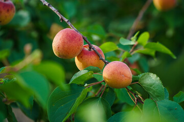 Three vibrant, sun-kissed apricots ripen on a branch amidst green leaves, showcasing fresh, organic fruit ready for harvest in natural light.