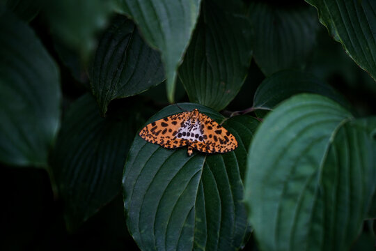 A striking orange moth with black spots and markings, perfectly camouflaged on a vibrant green leaf, showcasing intricate patterns and delicate wings. Focus on nature and insect beauty.