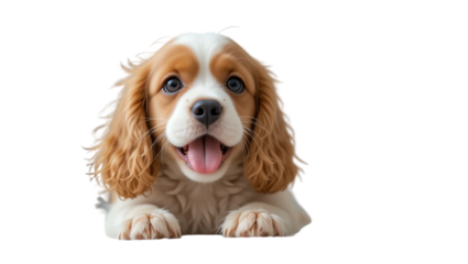 Adorable puppy with expressive eyes fluffy fur and joyful expression showcasing playful behavior and friendly demeanor in a high-quality pet photography shot