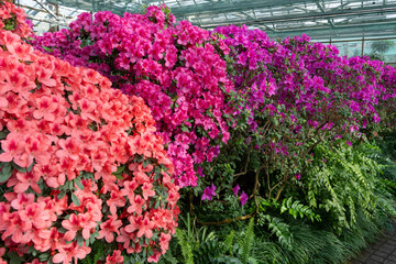 Azalea bud flower. Rhododendron plant in garden. Floral background. Pink bush blossom