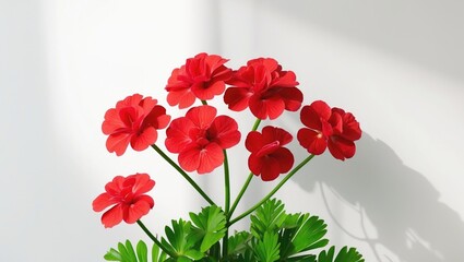 Bright red flowers with green leaves against a plain background. Floral and plant imagery. Nature and botanical subject. The concept of gardening and flora.