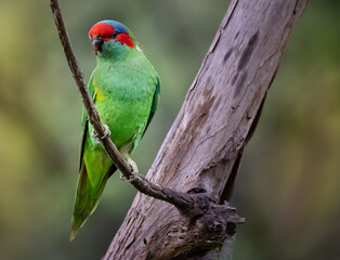 Musk Lorikeet