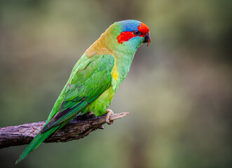 Musk lorikeet