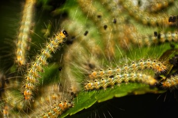 Fototapeta premium Colony of Tent Caterpillars on Leaf