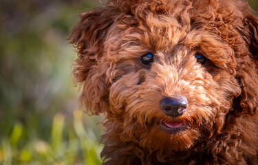 portrait of a poodle puppy