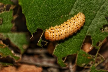 Close-up of an elongated, yellow and black spotted beetle larva on a tattered leaf, indicating plant disease or insect damage. Ideal for agricultural pest control themes.