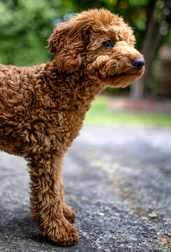 Cavoodle puppy Cavapoo