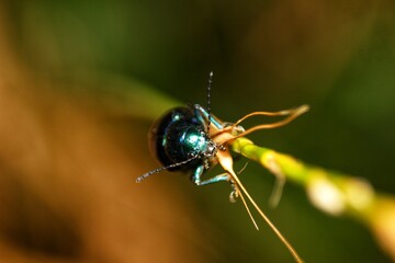 Iridescent Beetle on a Delicate Stem A Tiny World Unveiled