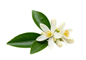 transparent orange blossom, yellow stamen, green leaves, buds, medium close-up on white background, soft studio lighting, concept of natural purity and wellness