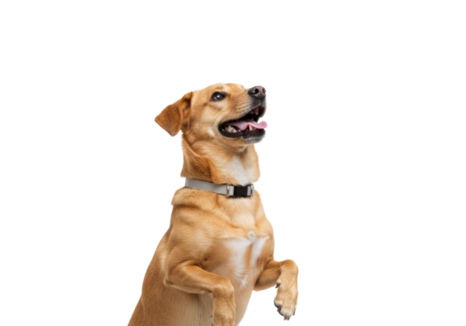 A happy, energetic mixed-breed dog, plain collar, standing on hind legs, paws lifted, looking up, open mouth, tongue out, bright white studio background, copy space, concept of pure joy and