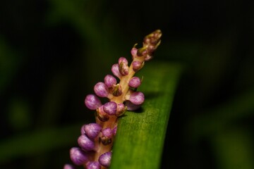 Macro shot of purple lilyturf (Liriope Muscari) flower buds, showcasing intricate details and rich color against a dark background. Perfect for horticulture, plant, or beauty concepts.