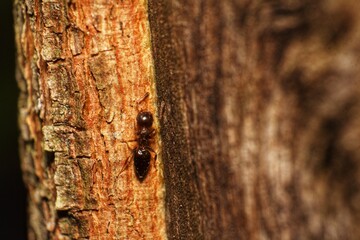 A single ant is captured in sharp focus as it ascends the rugged, textured surface of tree bark. This macro shot highlights the intricate details of nature.