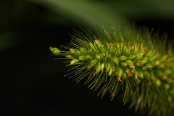 Green Foxtail Grass Seed Head Macro