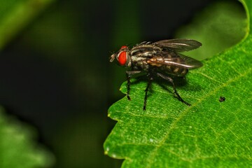 Macro Shot of a Fly on a Leaf