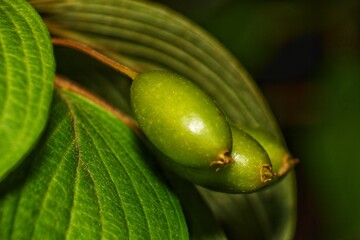 Unripe Cornelian Cherry Dogwood Fruits in Early Summer